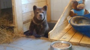 Сеня сердится