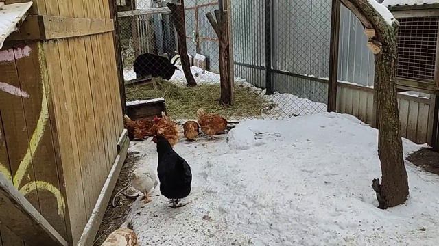 Будни козовода, что нового!#short #рек #топ #козы #хочуврек #корова #деревня #рекомендации #фермер смотреть онлайн