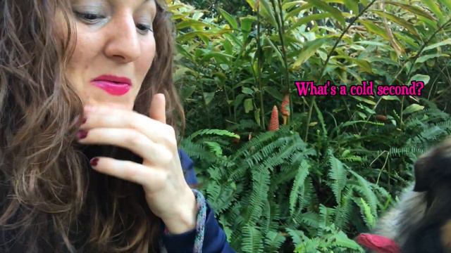 Washing My Hair With Shampoo Ginger (Zingiber zerumbet) In My Neighbor's Yard?! смотреть онлайн