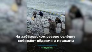 На хабаровском севере селёдку собирают вёдрами и мешками