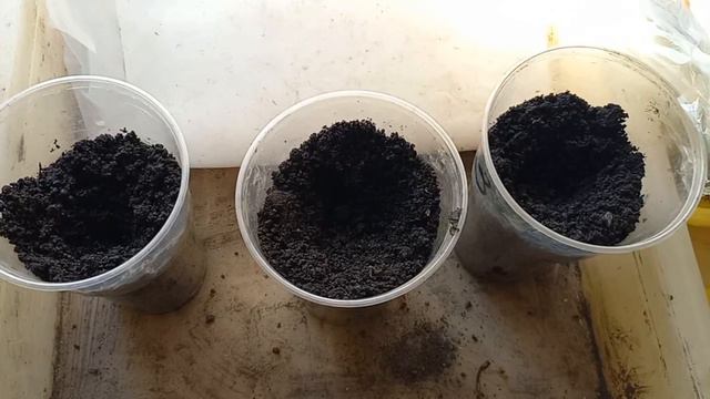 Огурцы, ждем всходы. 12 апреля 2023 г. смотреть онлайн