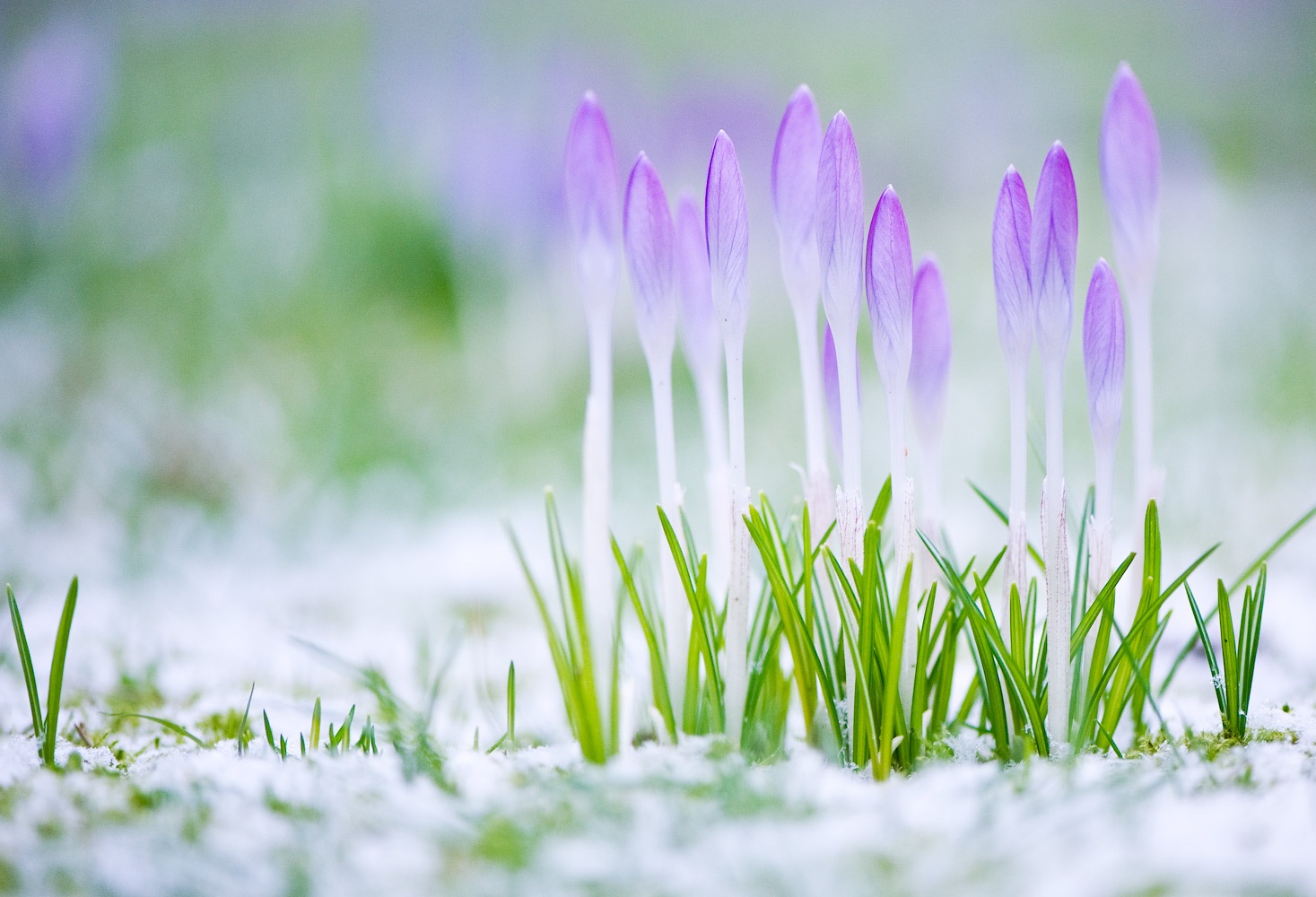 Spring minute. Пролески, подснежники, крокусы. Первоцветы крокусы. Весенняя природа.