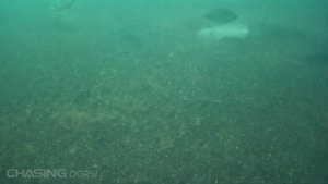 Удивило многообразие и количество рыбы в Черном море!