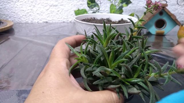 Crassula Exilis Schmidtii