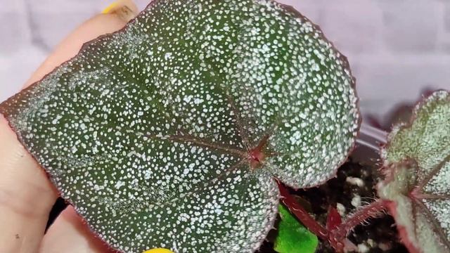 Мои сеянцы. Слабонервным не смотреть! смотреть онлайн