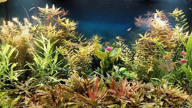 Видео в 4к с последующей обработкой в FHD смотреть онлайн