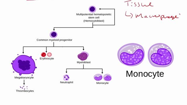 USMLE RX - 5.Гематология и онкология - 1.Анатомия - 3.Моноциты