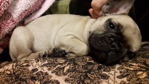 Щенок в доме | Французский бульдог | Первый день | French bulldogs