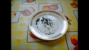 Выращивание лука пера из семян