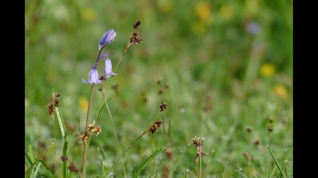 Lumix FZ1000 Sample Images [ Photo Gallery ] bridge camera with 1" sensor, great for photography смотреть онлайн