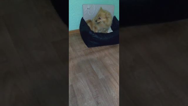 #злаясобака  #шпиц.  очень малышу нравится лежанка Розочки
