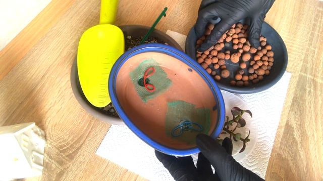 БОНСАЙ ИЗ ТОЛСТЯНКИ В СТИЛЕ ЛЕС. ПОСАДКА, ЧАСТЬ I смотреть онлайн