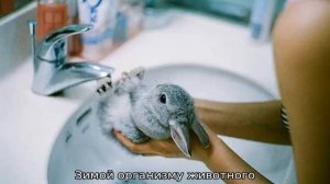 Как ухаживать за кроликами в домашних условиях и чем кормить