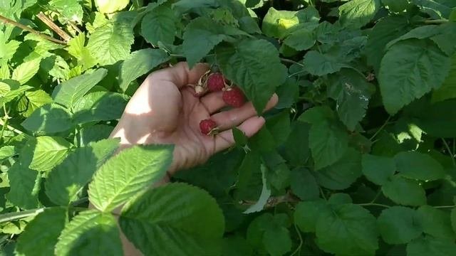 ДЕЛАЮ С МАЛИНОЙ ВСЕГДА ТАК!МАЛИНА НЕ МЕЛЬЧАЕТ