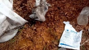 посев многолетней травы козлятника и костра