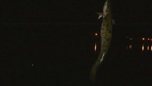 Ловим налима на донку, весной!(2016)/ Catch a burbot on a Donk