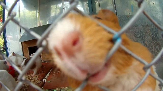 Вьетнам, Diamond Condotel, Нячанг, Далат, Ханой, бухта Халонг, Хошемин, смотреть онлайн