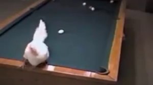Это видео было признано самым смешным