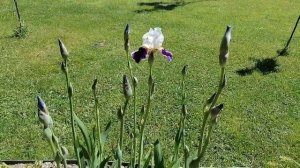 ирисы Хелен Коллингвуд, Германика и Черри Гарден