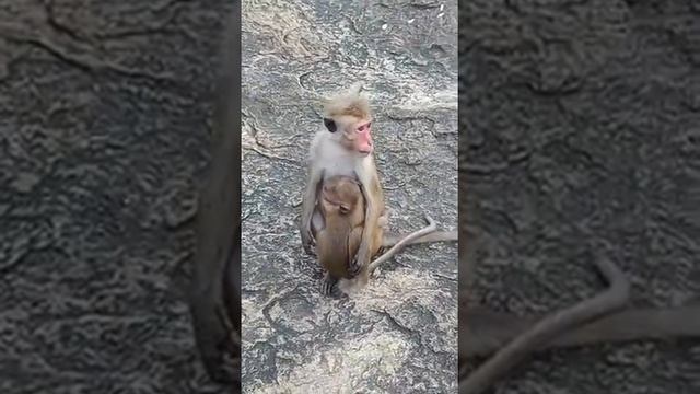 Обезьяна с детенышем в Шри-Ланке