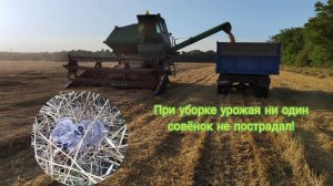 Уборка урожая пшеницы 2022. "Таня легла и дала"
