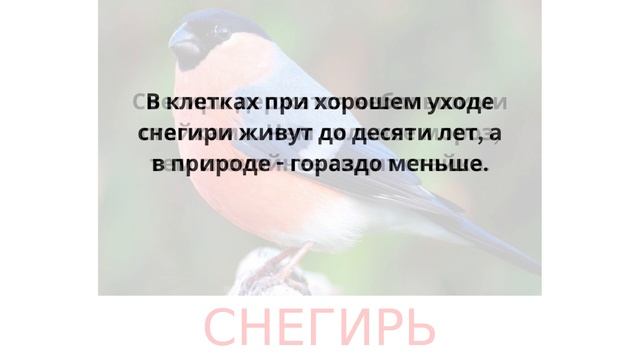 Птицы: Снегирь. Карточки Домана. развитиеребёнка