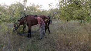 Как правильно купить лошадь