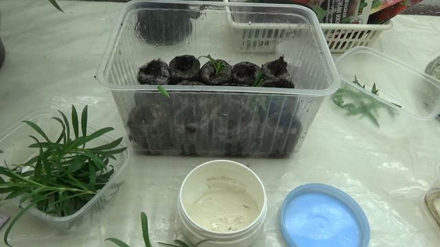 Лилипот садовая гвоздика. смотреть онлайн