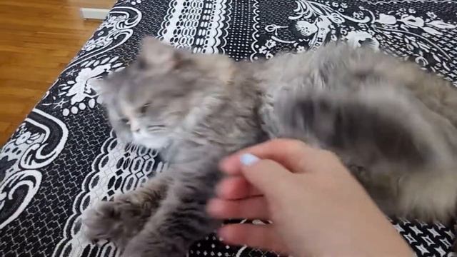 Кошки тоже скучают.У Маргоши стресс после нашего недельного отпуска. смотреть онлайн