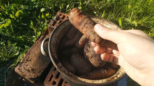 Вьетнамские вислобрюхие поросята на Даче. Автономный свинарник смотреть онлайн