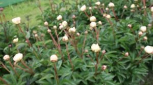 Norma Volz | R2 Flowers BV | Peonies