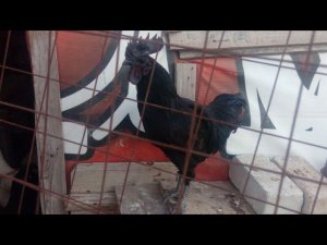 Вдогонку к предыдущему видео про Ухейилюшек ЧП