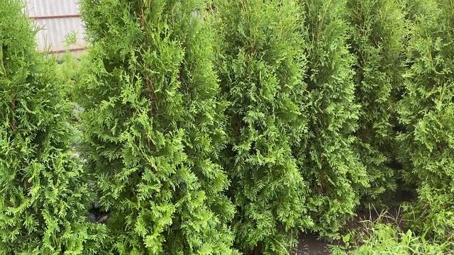 Туя западная колоновидная Колумна. Обзор интернет-магазина питомника "Хвойный дворик"