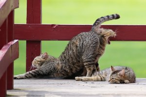 Кошачьи комедийные кутежи: веселая озвучка смешных котов