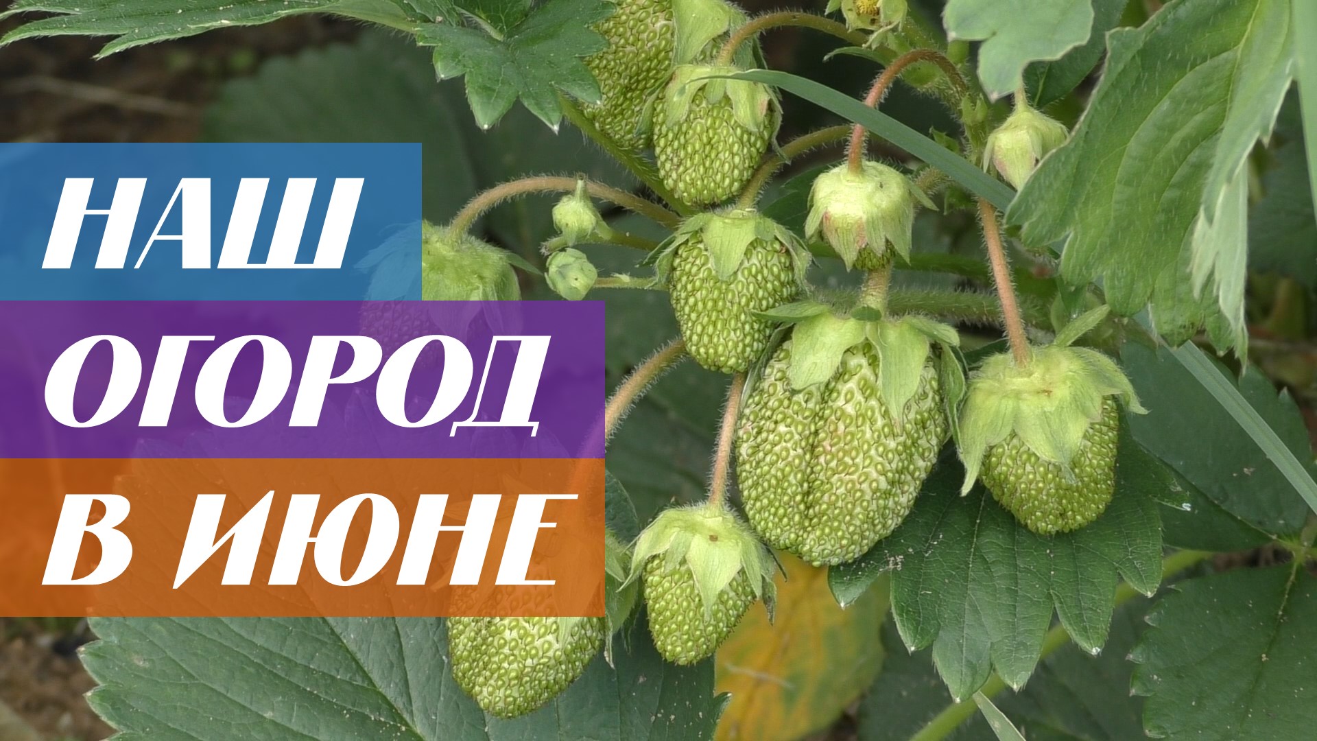 Наш сад огород в июне смотреть онлайн