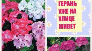 ГЕРАНЬ уже на улице. 4 апреля вынесла комнатную ПЕЛАРГОНИЮ на улицу