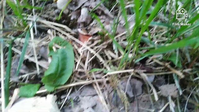 Krastava krompirača, Scleroderma verrucosum смотреть онлайн