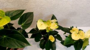 ЦветыВместе Обзор Anthurium Vanilla / Антуриум Ванилла разных размеров