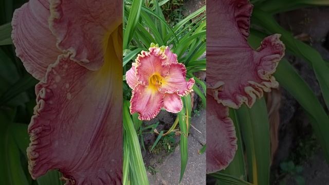 ? Hemerocallis Summer Solstice. Лилейник Summer Solstice 2022 ? смотреть онлайн
