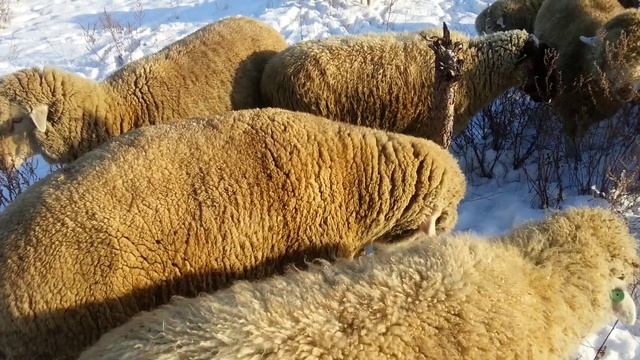 Баран 2х летний. Асканийский меринос смотреть онлайн