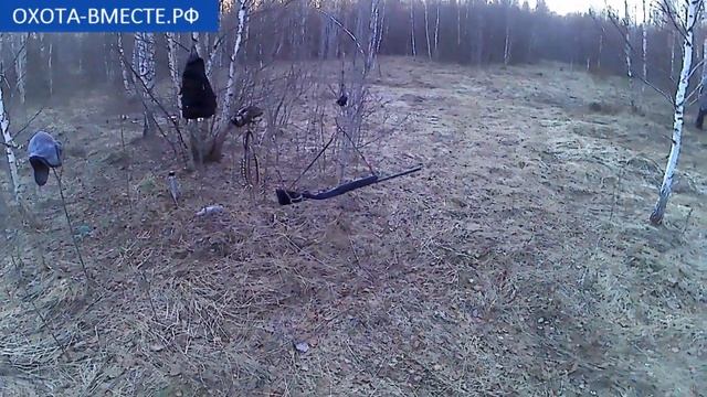 Охота на вальдшнепа в ляпинском хозяйстве смотреть онлайн
