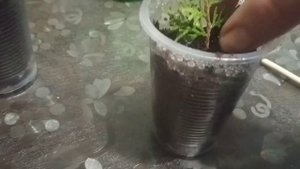 ?Черенкование туи,можжевельника и кипарисовика осенью и зимой.