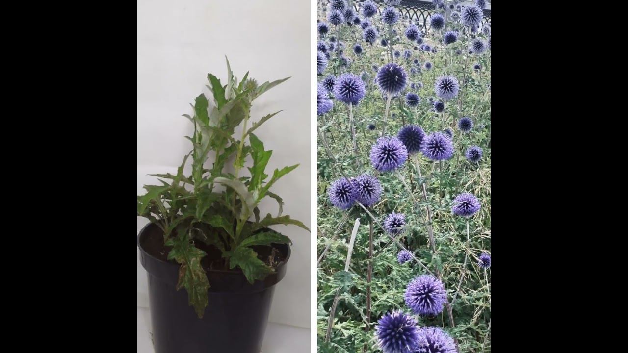 ИЗЮМИНКИ В ЛЮБОМ ЦВЕТНИКЕ #shortvideo #сад #garden #ландшафтныйдизайн #новинка #цветы #лето #дача