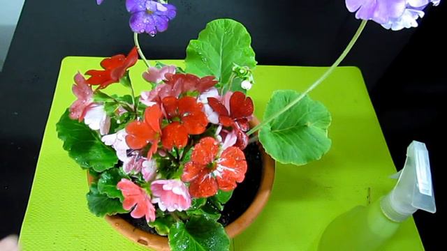 🌺LAS PRIMULAS🌸[COMO CUIDAR PRIMULAS]💗 CANAL DE PLANTAS🌷#003@Verónica Campanini Plantas смотреть онлайн