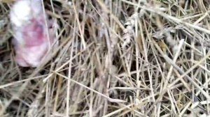 Убой и Разделка свинки по-деревенски, дедовским способом