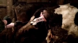 Отёл коровы