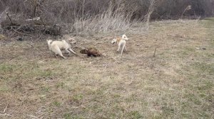 ЗСЛ Согра и Серый 7 месяцев.