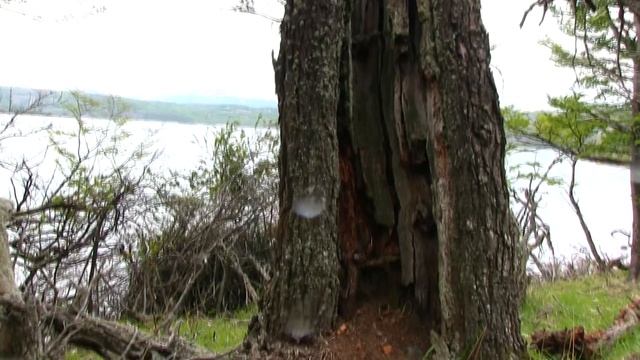 Lago Tamango смотреть онлайн