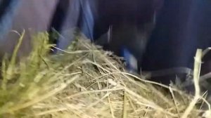 Стойловое содержание коров с знойное лето