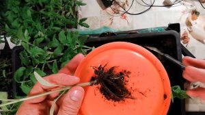 Пикировка томатов. Надежный и понятный способ.Прищипка корня, заглубление.ОТВЕТ НА ВСЕ ВАШИ ВОПРОСЫ